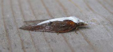 Acleris cristana 2 Copyright: Stephen Rolls