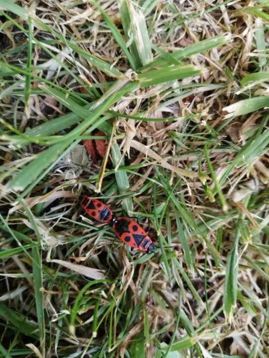 Pyrrhocoris apterus Copyright: Jen Poyser