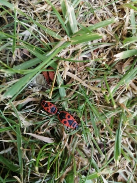 Pyrrhocoris apterus Copyright: Jen Poyser