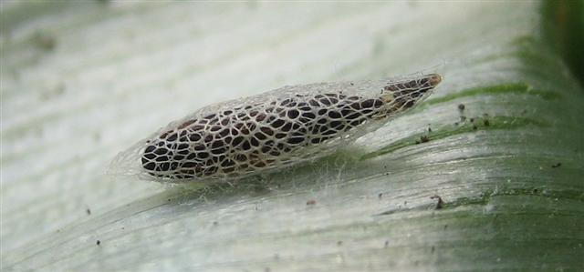 Leek Moth larval case. Copyright: Stephen Rolls