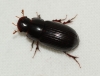 Aphodius rufipes 