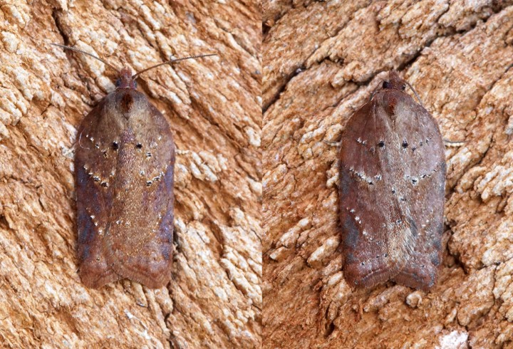 Acleris schalleriana 1 Copyright: Ben Sale