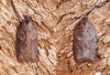 Acleris schalleriana 1