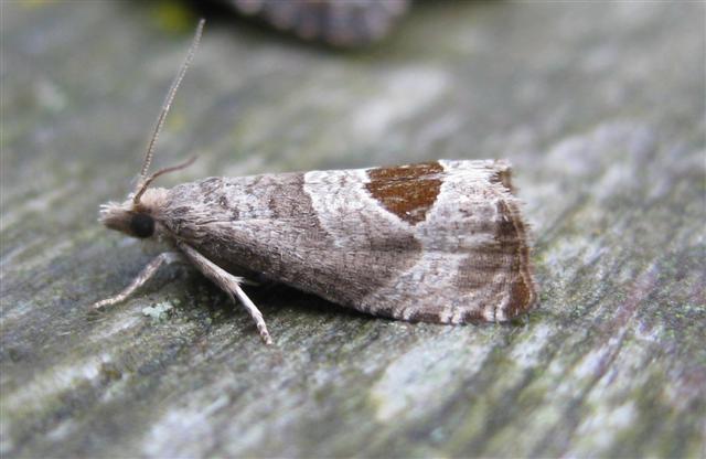 Epiblema uddmanniana. Copyright: Stephen Rolls