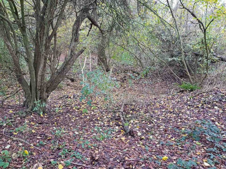 Gravelhill Wood - North Pit Copyright: Jeff Saward