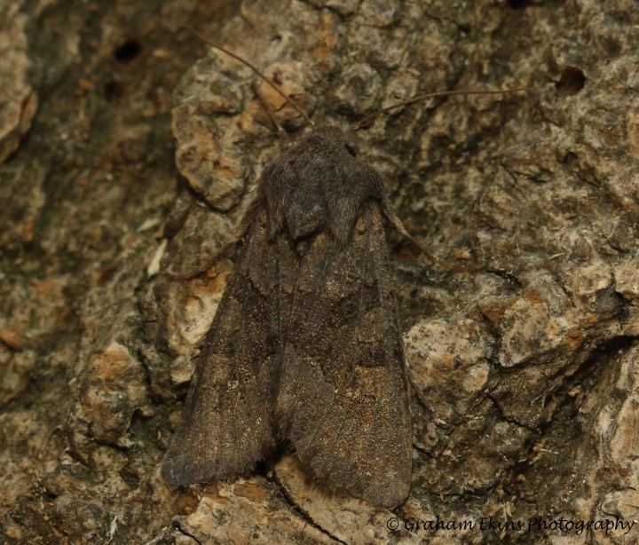 Deep Brown Dart  Aporophyla lutulenta Copyright: Graham Ekins