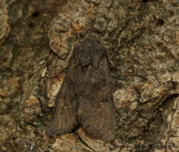 Deep Brown Dart  Aporophyla lutulenta Copyright: Graham Ekins