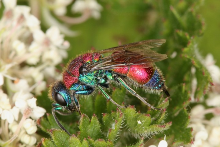 Chrysis viridula female 1 Copyright: Peter Harvey