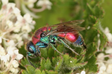 Chrysis viridula female 1 Copyright: Peter Harvey