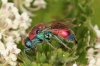 Chrysis viridula female 1