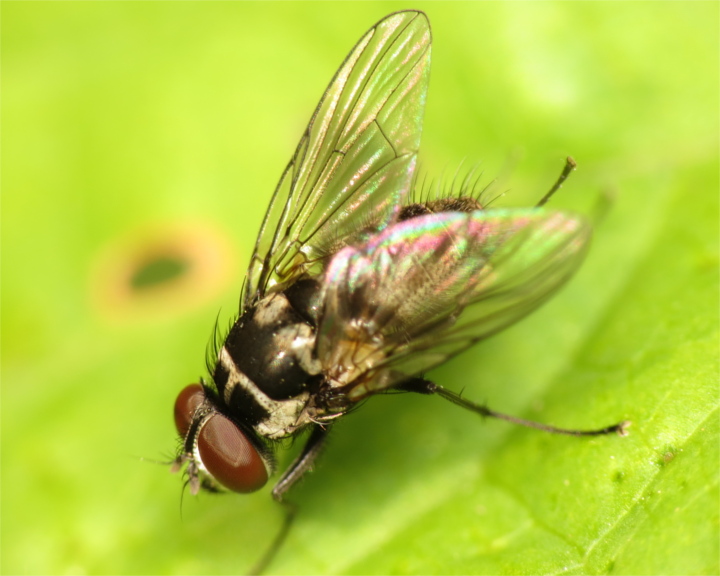 Limnophora tigrina male 20150911-4128 Copyright: Phil Collins