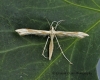 Gillmeria pallidactyla Yarrow Plume