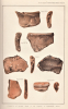 Ambresbury Banks Pottery 1881 