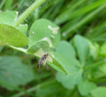 Coleophora discordella Copyright: Stephen Rolls