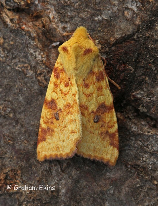 Cirrhia icteritia Sallow Copyright: Graham Ekins