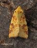 Cirrhia icteritia Sallow Copyright: Graham Ekins