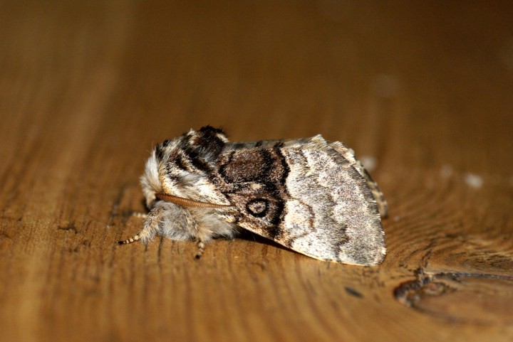 Nut-tree Tussock Copyright: Ben Sale