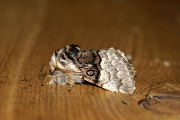 Nut-tree Tussock Copyright: Ben Sale