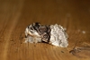 Nut-tree Tussock Copyright: Ben Sale