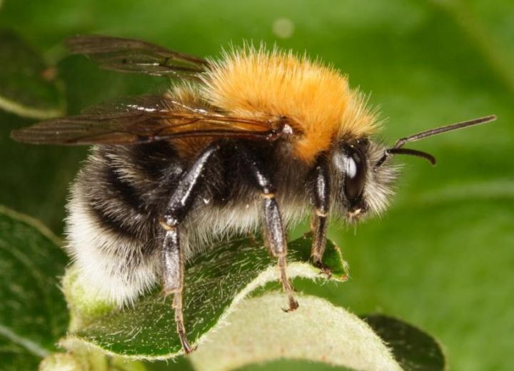 Bombus hypnorum male Copyright: Peter Harvey