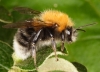 Bombus hypnorum male