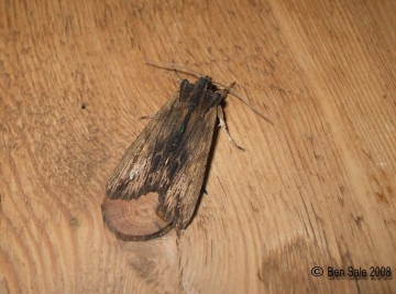 Tawny Pinion 2 Copyright: Ben Sale