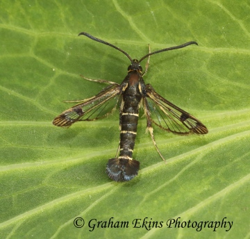 Synanthedon tipuliformis Currant Clearwing 2 Copyright: Graham Ekins