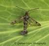 Synanthedon tipuliformis Currant Clearwing 2 