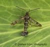 Synanthedon tipuliformis Currant Clearwing 2