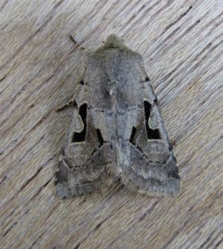 Hebrew Character Copyright: Stephen Rolls