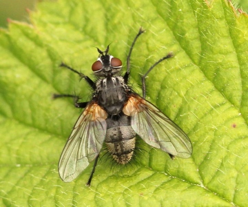 Pelatachina tibialis (male) Copyright: Jeremy Richardson