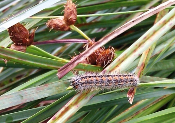 Reed Dagger caterpillar Copyright: Graham Smith