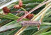 Reed Dagger caterpillar 