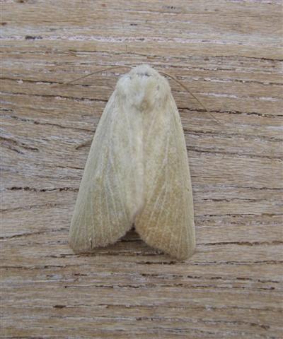 Fen Wainscot Copyright: Stephen Rolls