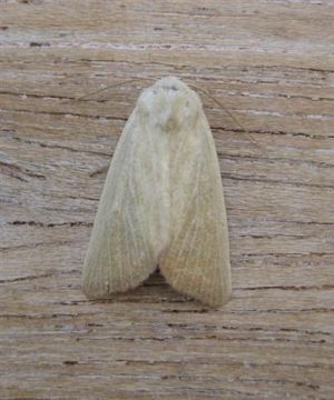 Fen Wainscot Copyright: Stephen Rolls