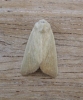 Fen Wainscot