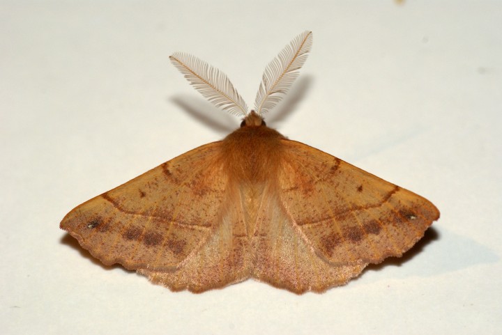 Feathered Thorn 2 Copyright: Ben Sale