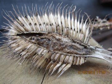 Endothenia gentianaeana Larval cavity in Teasel. Copyright: Stephen Rolls