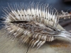 Endothenia gentianaeana Larval cavity in Teasel.