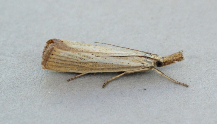 Agriphila straminella 4 Copyright: Graham Ekins