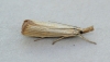 Agriphila straminella 4 Copyright: Graham Ekins