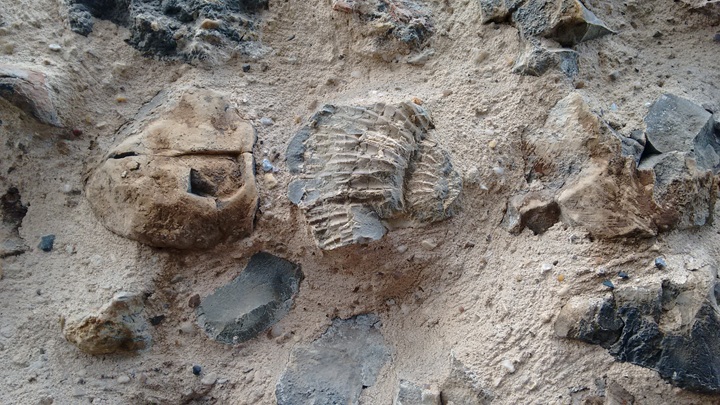 Colchester St Martins church ammonite fossil 2018 Copyright: Preston Boyles