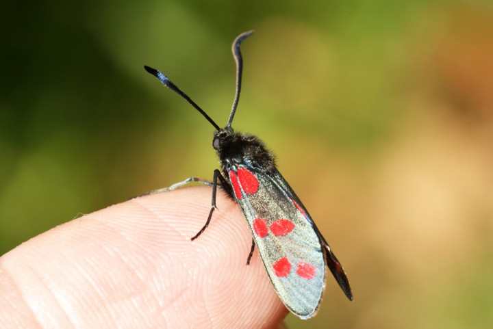 Six-spot Burnet 3 Copyright: Ben Sale