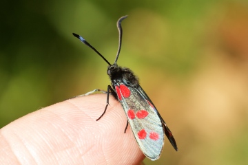 Six-spot Burnet 3 Copyright: Ben Sale