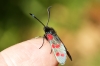 Six-spot Burnet 3 Copyright: Ben Sale