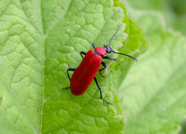 Cardinal Beetle (Pyrachroa coccinea) Copyright: Malcolm Riddler