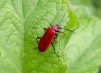 Cardinal Beetle (Pyrachroa coccinea)  