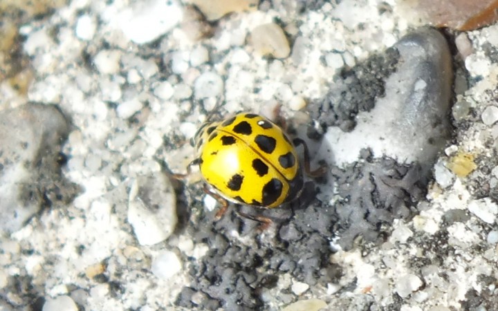 22-Spot Ladybird with missing spots Copyright: Peter Pearson