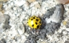 22-Spot Ladybird with missing spots