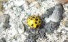 22-Spot Ladybird with missing spots 